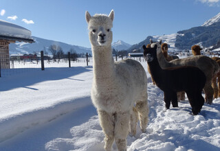 Alpaka Winter