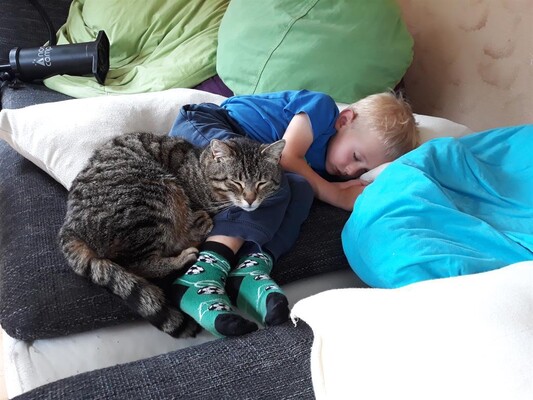 Kuschel Katze Kuschel Katze