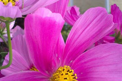 Platz unter der Linde