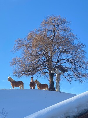 Unsere Pferde