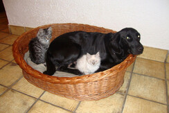 Unser Haustiere Unser Haustiere